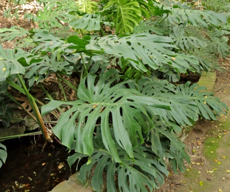 monstera deliciosa propagation