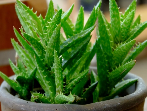 aloe vera plant care aloe vera plant care