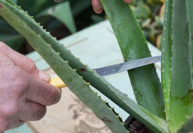 aloe vera offshoots