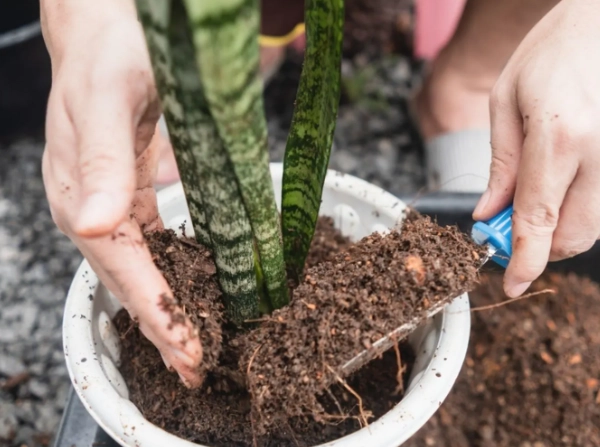 snake plant soil mix