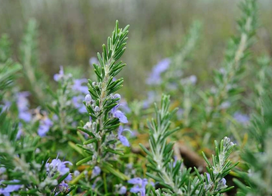 rosemary bush pruning
