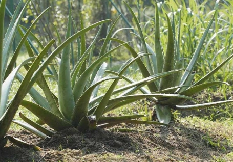 grow aloe vera grow aloe vera