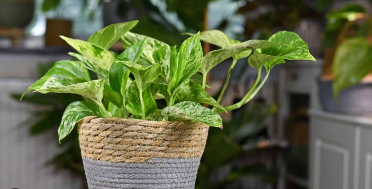 devil's ivy devil's ivy