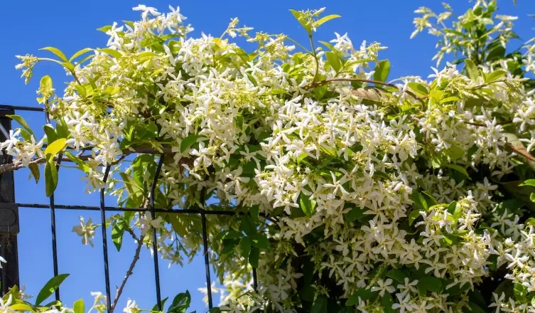 jasmine vine plant