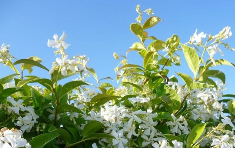 how to grow star jasmine