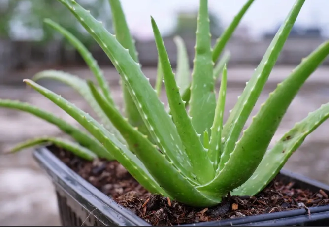 aloe vera plant care aloe vera plant care