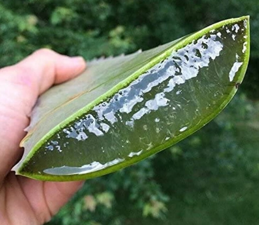 how to use aloe leaf how to use aloe leaf
