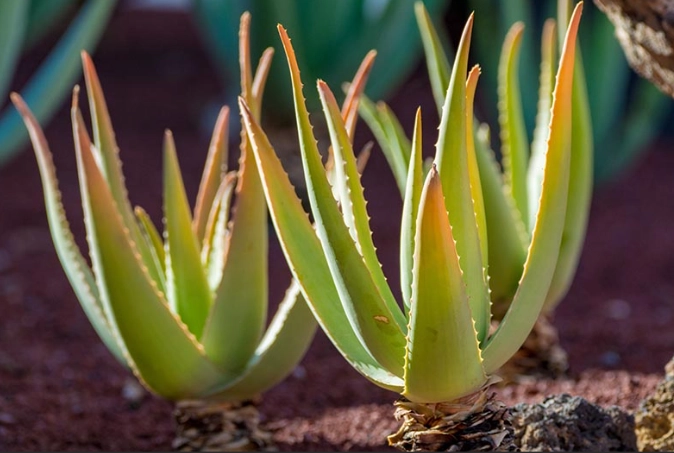 growing aloe indoors growing aloe indoors