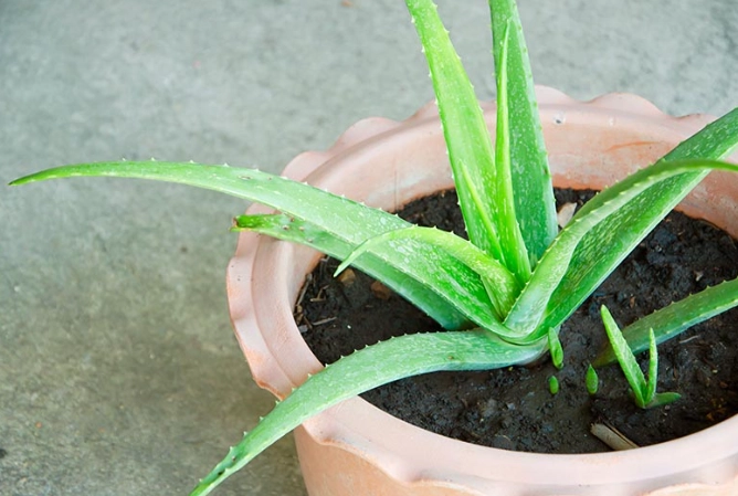 how to grow aloe vera how to grow aloe vera