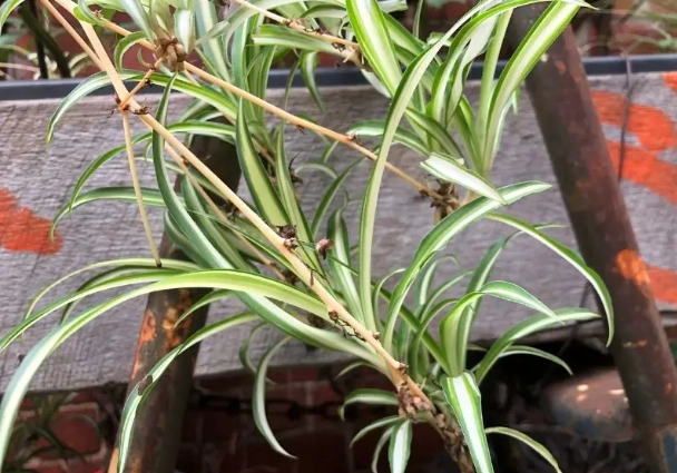 chlorophytum comosum