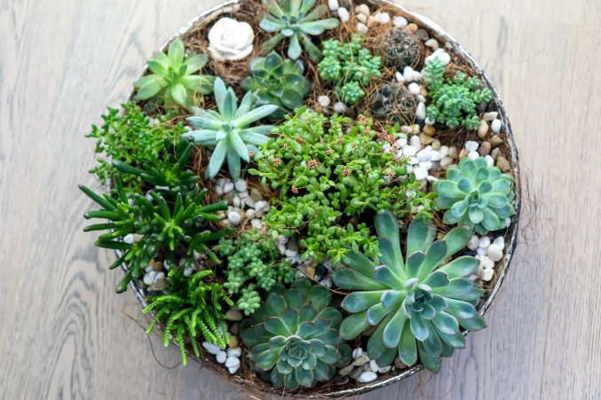 dish garden care dish garden care