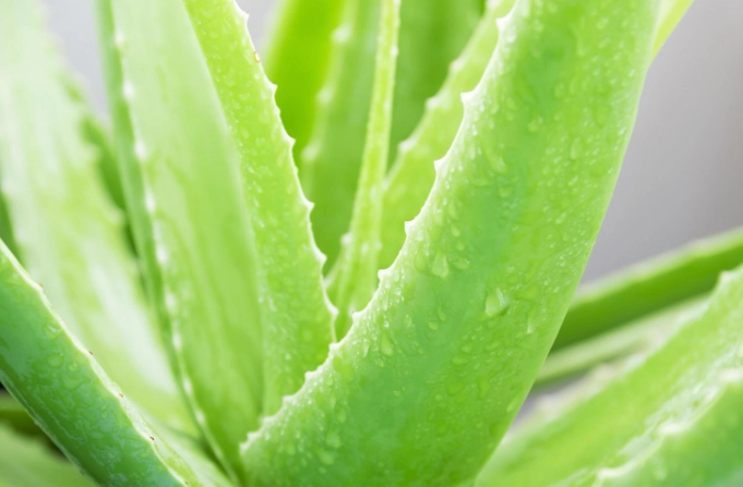 aloe vera leaf uses aloe vera leaf uses
