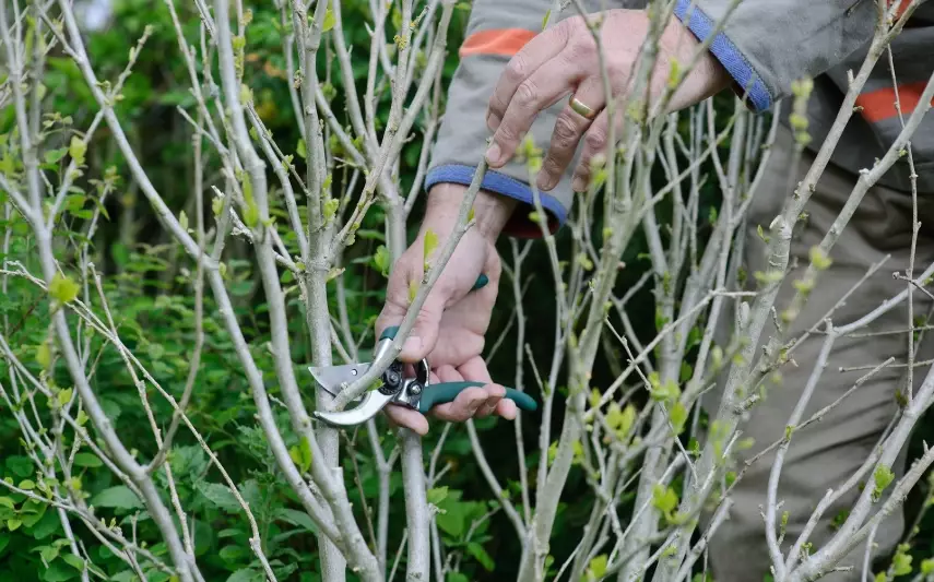 pruning hibiscus pruning hibiscus