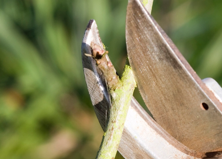 when to prune hibiscus when to prune hibiscus