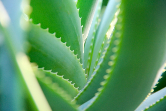 how to use aloe leaf how to use aloe leaf