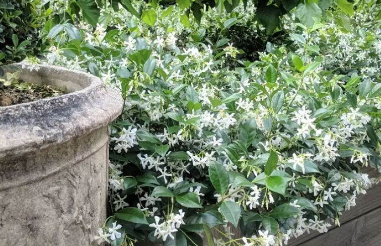 how to grow star jasmine