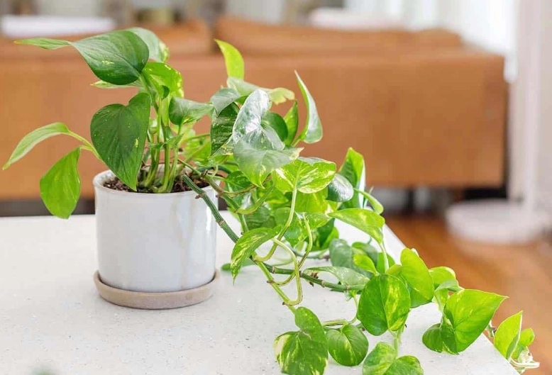 devil's ivy plant devil's ivy plant