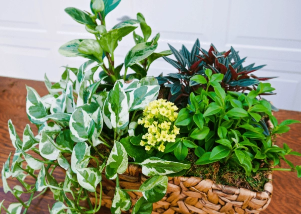 how to make a dish garden how to make a dish garden