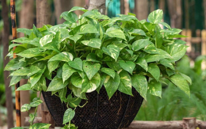 devil's ivy devil's ivy