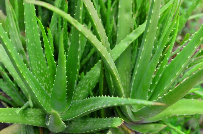 fresh aloe vera gel fresh aloe vera gel