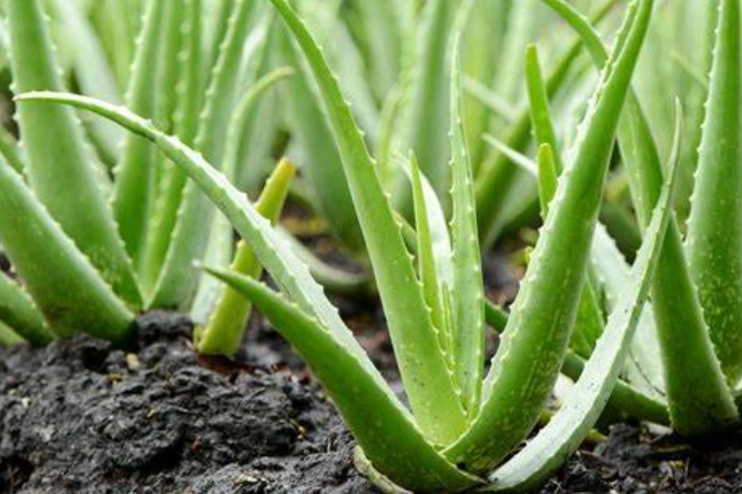 aloe vera leaf uses aloe vera leaf uses