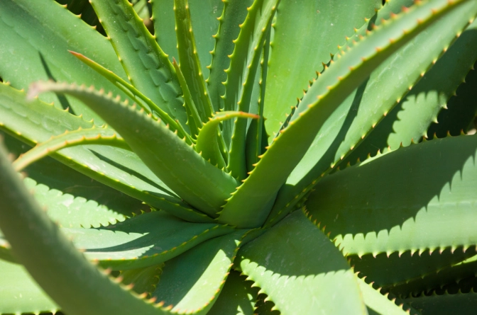 aloe vera leaf uses aloe vera leaf uses