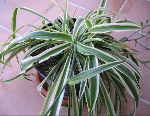 chlorophytum comosum