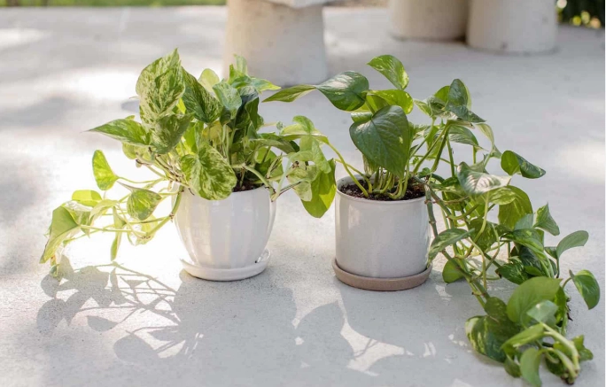 low light houseplants low light houseplants