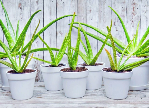 aloe vera plant care aloe vera plant care