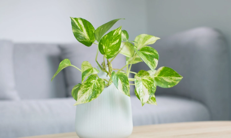 devil's ivy plant devil's ivy plant