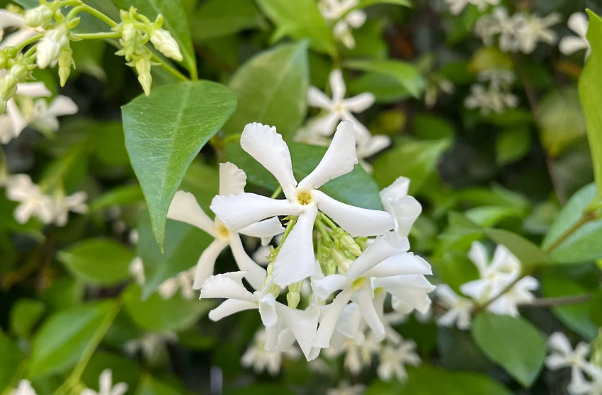 star jasmine vine care