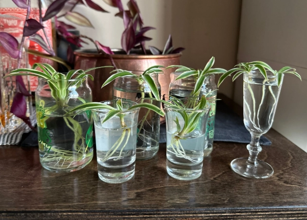 spider plant care