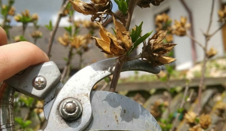 when to prune hibiscus when to prune hibiscus