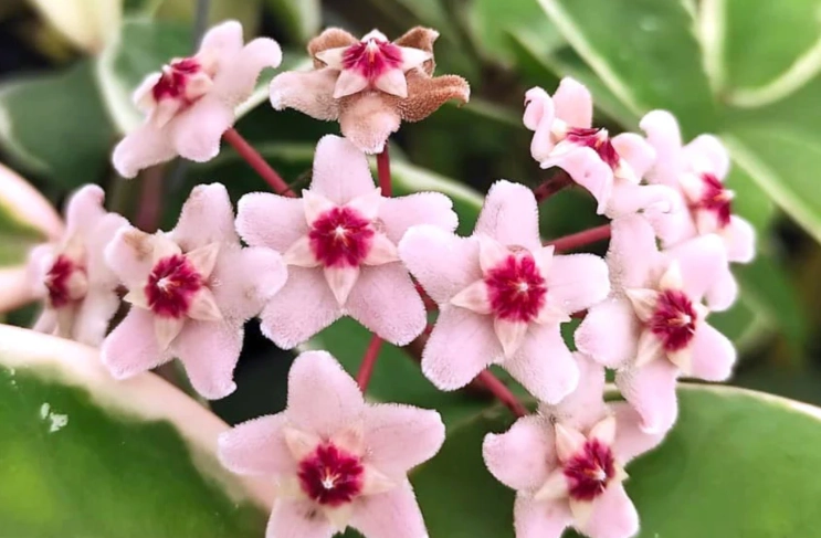 Hoya carnosa propagation