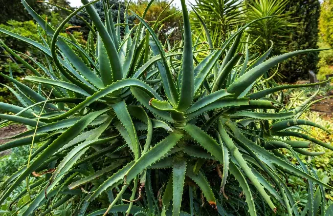 how to grow aloe vera how to grow aloe vera
