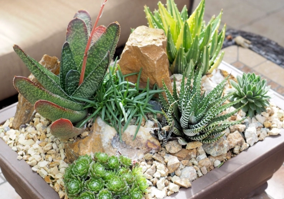 how to make a dish garden how to make a dish garden