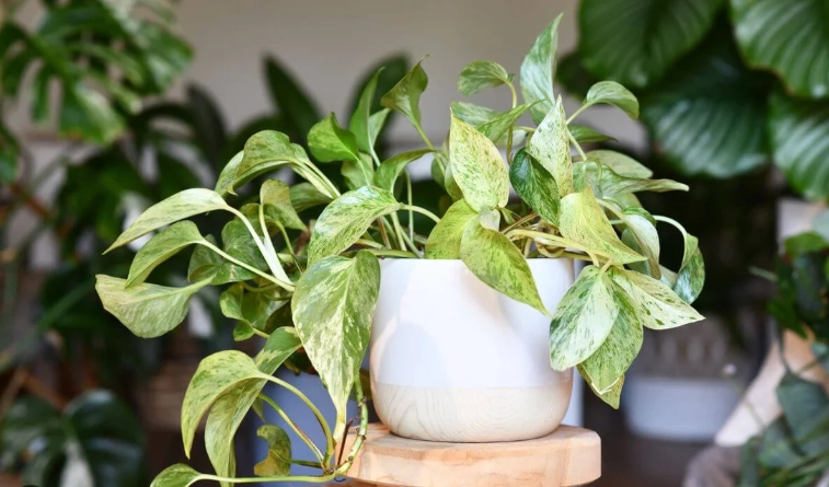 devil's ivy plant devil's ivy plant