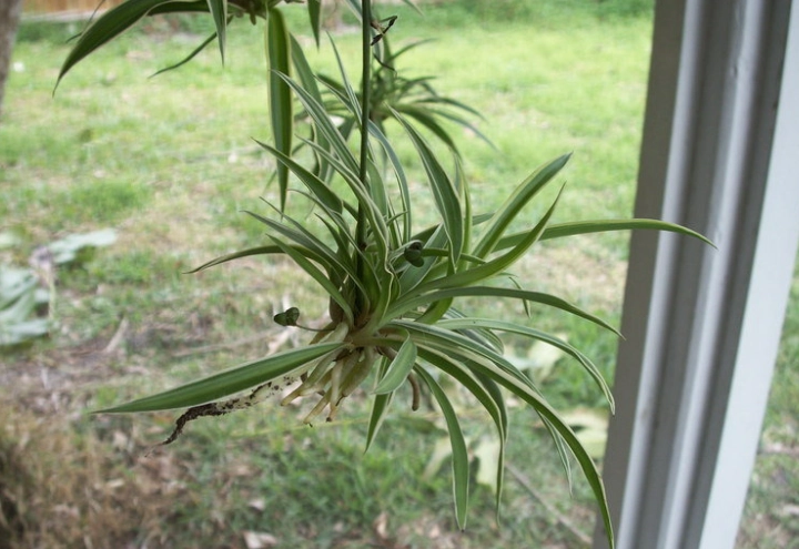 spider plant care