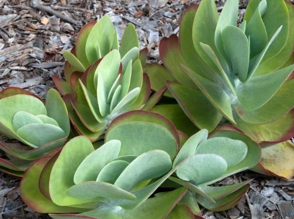 kalanchoe blooming kalanchoe blooming