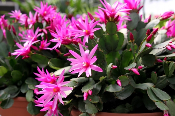 Schlumbergera how to grow