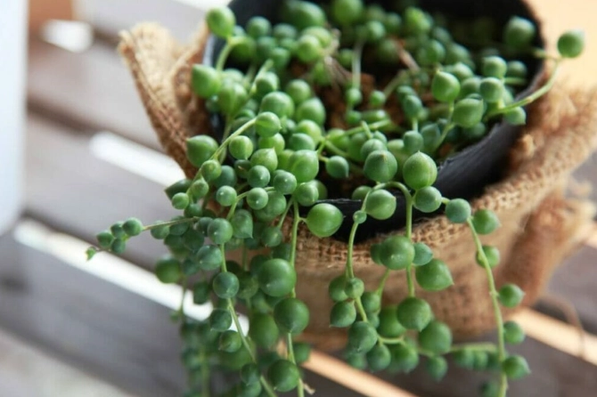 string of pearls plant care