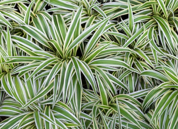 airplane plant benefits