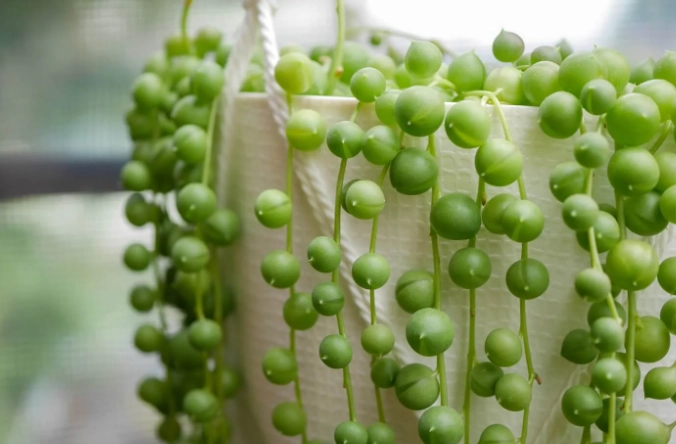 pearl plant propagation