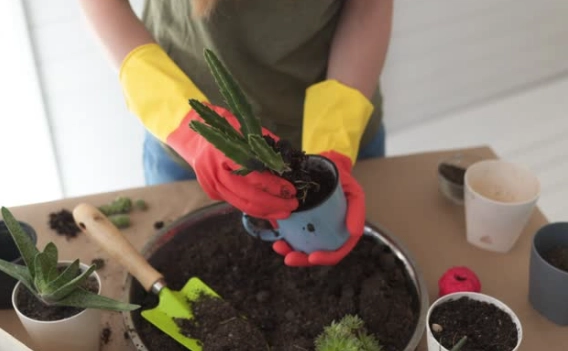 cactus watering cactus watering