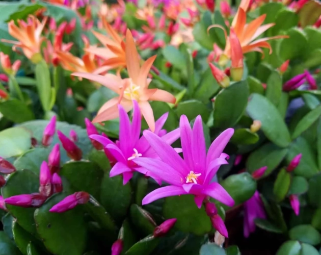 Easter cactus care