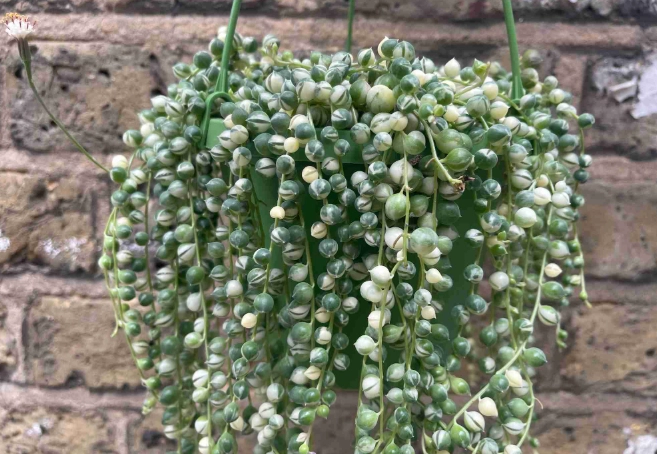 string of pearls plant care