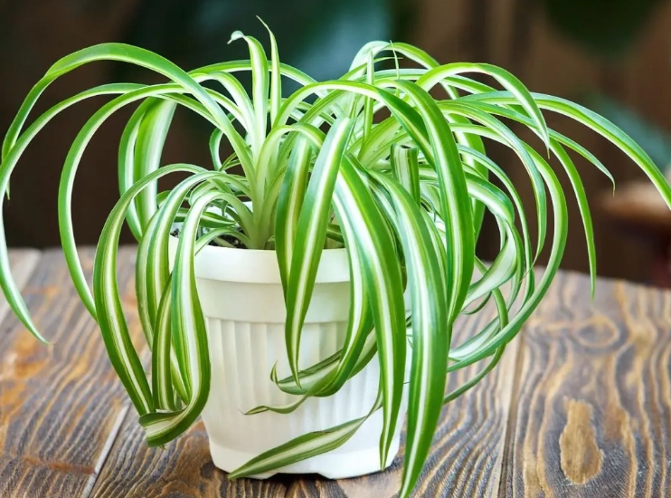 spider plant care