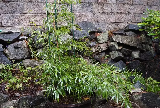 lucky bamboo plant care