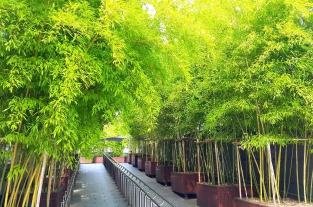 lucky bamboo plant care lucky bamboo plant care