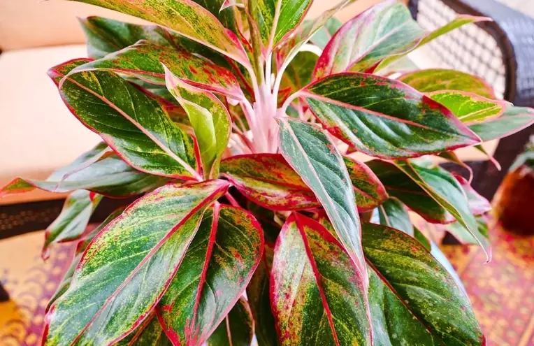 Aglaonema Siam care Aglaonema Siam care